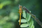 libellula 3