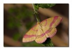 Rhodostrophia calabra