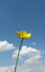skyflower