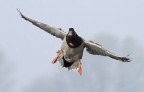 Renzo-Volo Renzo-Volo