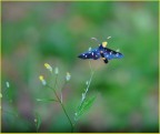 farfallina
