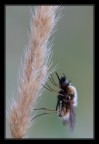 Bombylius maior