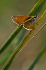 Farfallina Morbidosa (Hsperiidae)