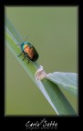 Chrysomelidae
