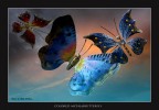 &quot;Colored MetalButterfly&quot;