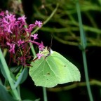 Cedronella (Gonepteryx Rhamni)