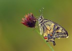 Gocce su Papilio