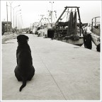 Cane di porto