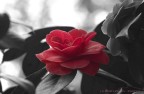 camelia 2