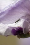 Tsunami Viola - IRIS...ed ospite
