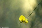 Punto giallo