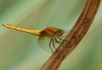 Aeschna juncea  (forse)