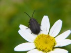 Petalo Nero