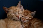 vita da gatti!