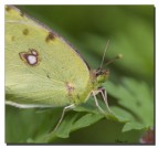Farfalla