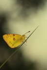 nella nebbia..........