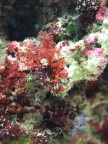 Alga bruna presente nei primi metri del mesolitorale Mediterraneo.