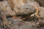 Iguana