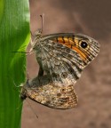 Love Butterfly