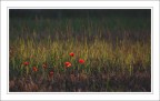 I colori della prima luce