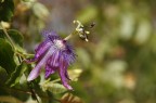 fiore