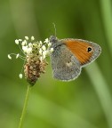 Satyrinae