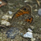 Satyrinae