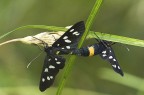 Strani incroci