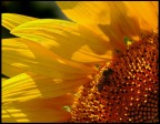 Lost in a yellow dream
