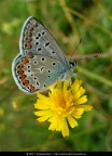 La fotografia  stata scattata con una macchina fotografica digitale. In un secondo momento  stata ritoccata a computer aumentando il contrasto, regolando la colorazione e riducendo il rumore dallo sfondo.

Soggetto: Lysandra bellargus su un fiore giallo - Valle Aniene - Roma

Tecnologia: Nikon Coolpix L5, Adobe Photoshop e ABSoft Neat Image