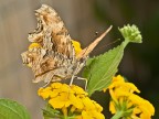 Farfalla [&quot;panning&quot;]