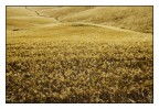....linea in giallo....