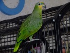 chicca