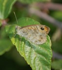 Lasiommata megera