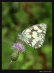 Farfalla