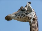 Una giraffa...dal basso ;-)

F4.8 1/640 zoom 280 equivalente (focale 24mm)

Scattata con PANASONIC DMC-TZ3