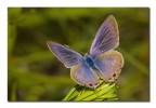 Leptotes pirithous