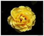 Una splendida maturit.... in giallo