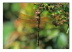 dragonfly in sunlight