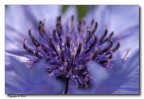 Fiore Bl