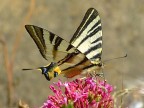 farfalla