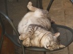 siesta