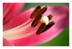 Fiore....