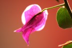 Macro esperimenti..