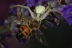Nella morsa del ragno