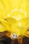 Questo qui si  fatto prima una bella mangiata di petali (un'Echinopsis giallo) poi si  messo al sole :P

Dati di scatto:
1/50 sec
f/16
iso 100
treppiede


Critiche e suggerimenti sempre graditi :)