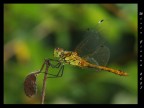 Libellula in posa