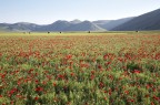 Poppies and lies
