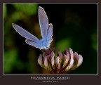 IL FASCINO DELLA........."V"