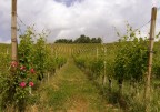 Nel consorzio vinicolo Lamoretti di Casatico Parma fanno dell' ottimo vino .
Provare x credere.
Prosit